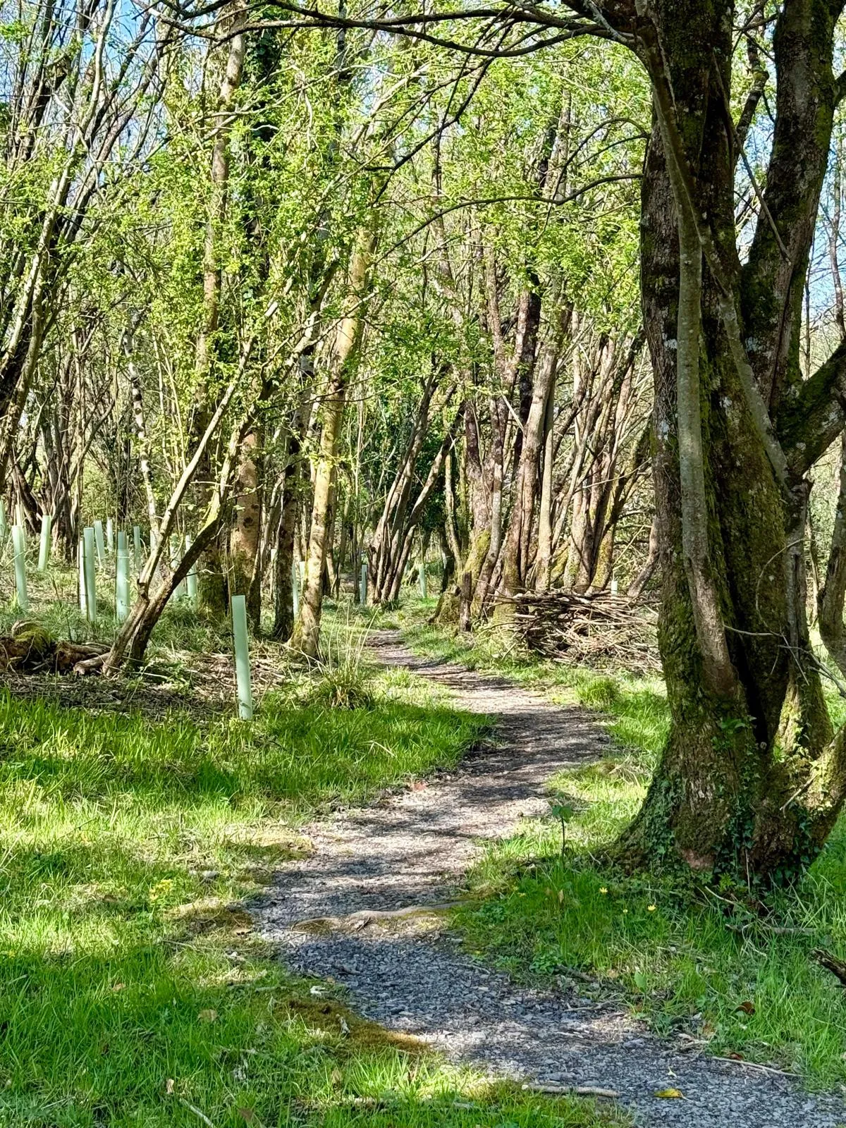 Forest path near Shambala Holistic Retreat Centre, Derrylin, Co. Fermanagh