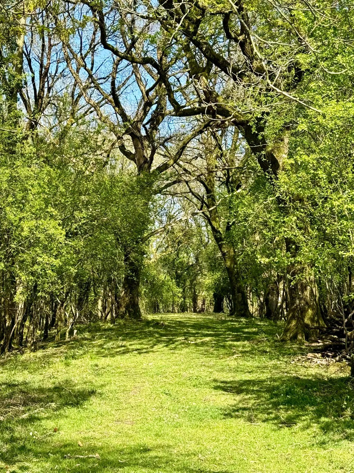 Woodland walk near Shambala Holistic Retreat Centre, Derrylin, Co. Fermanagh